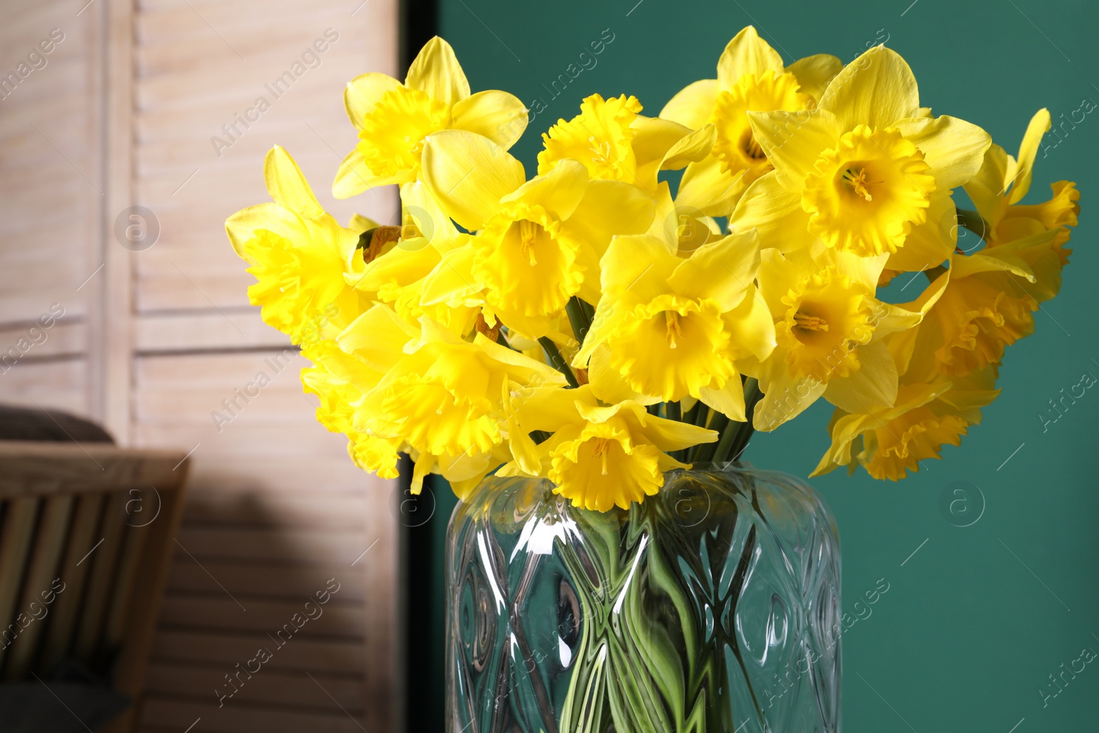 Photo of Beautiful daffodils in glass vase indoors, closeup