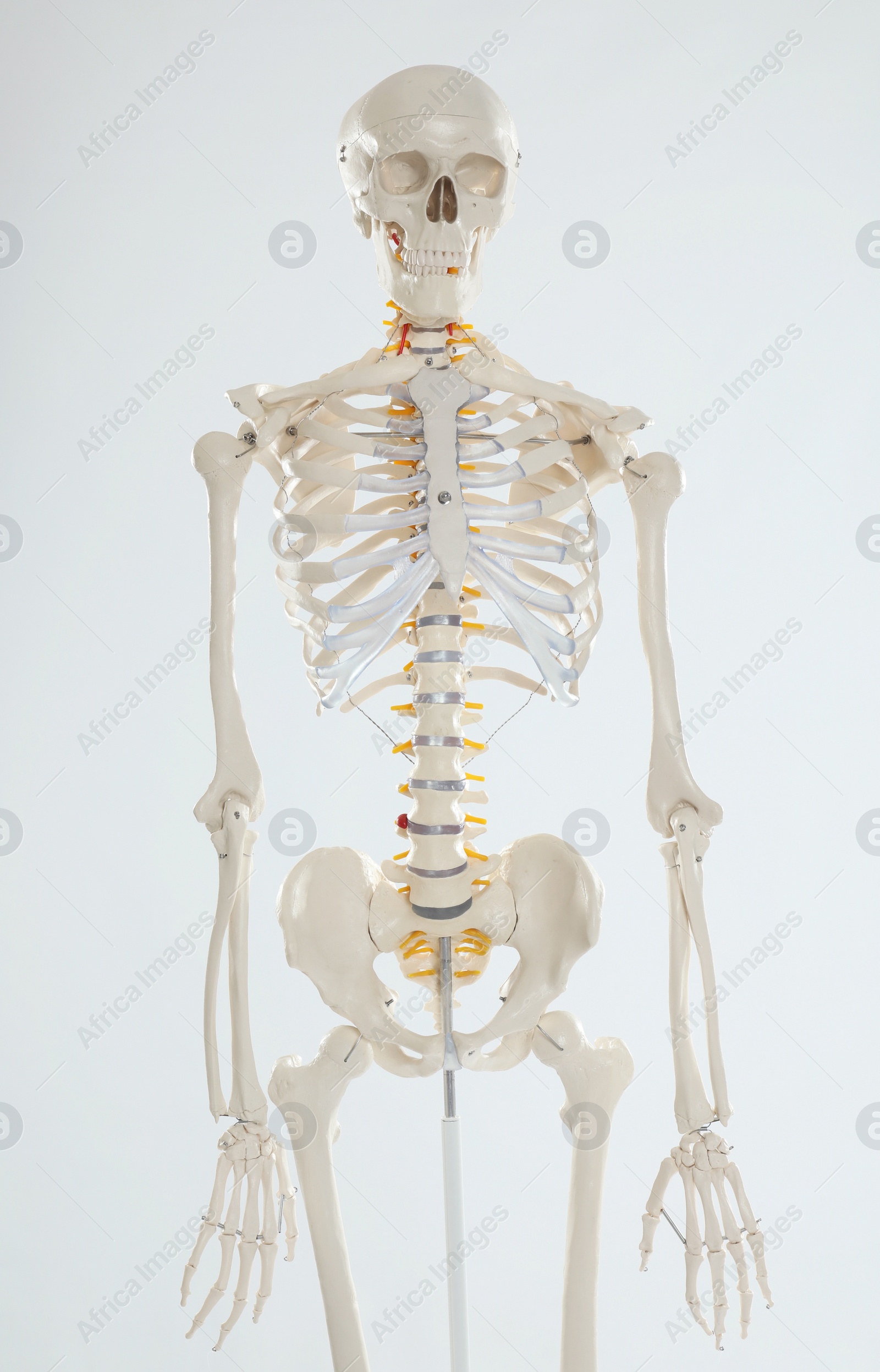 Photo of Artificial human skeleton model on white background