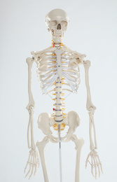 Photo of Artificial human skeleton model on white background