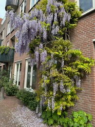 Building with beautiful blossoming wisteria vine outdoors