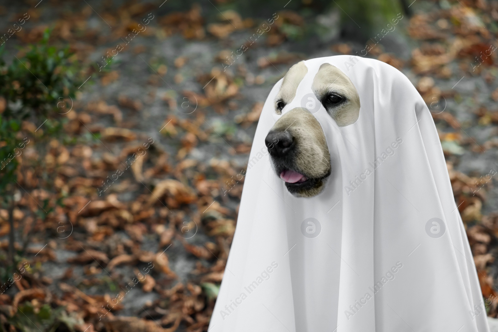 Photo of Cute Labrador Retriever dog wearing ghost costume in autumn park on Halloween. Space for text