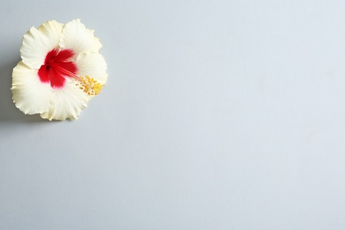 Photo of Beautiful tropical Hibiscus flower on color background with space for design, top view