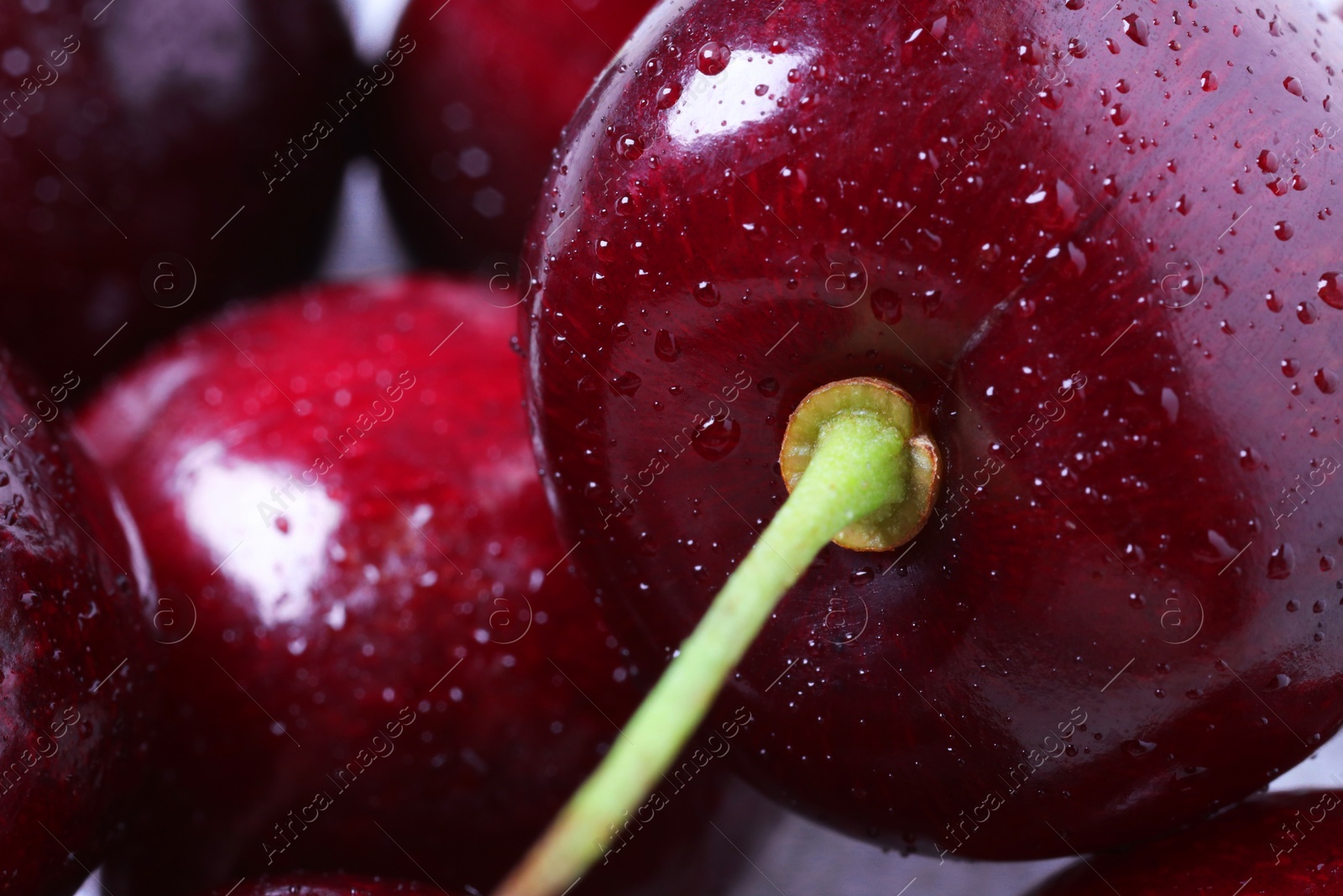 Photo of Ripe cherries with water drops as background, macro view. Fresh berry