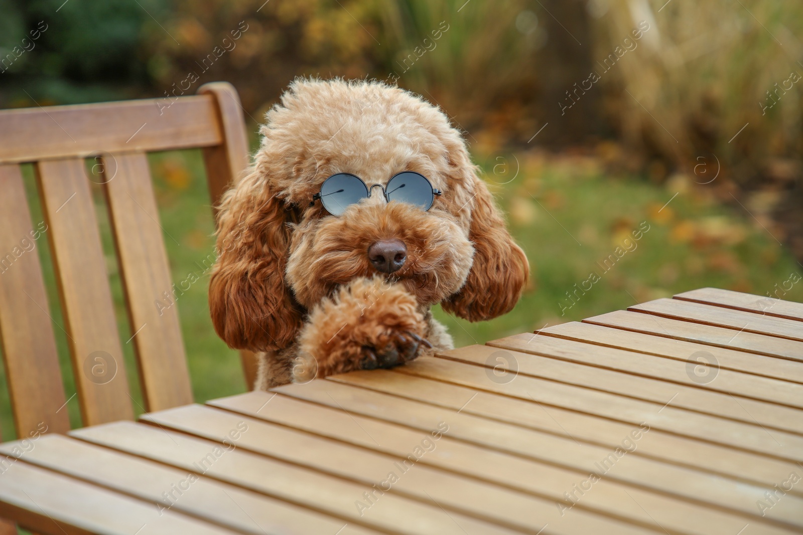 Photo of Cute fluffy dog with sunglasses at table in outdoor cafe