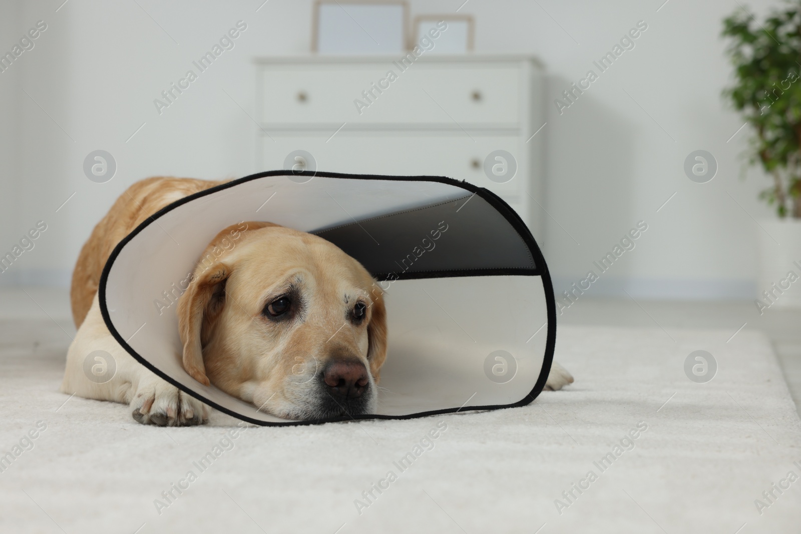 Photo of Sad Labrador Retriever with protective cone collar lying on floor in room