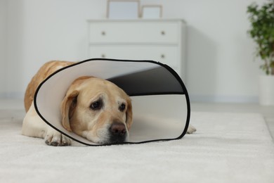 Sad Labrador Retriever with protective cone collar lying on floor in room