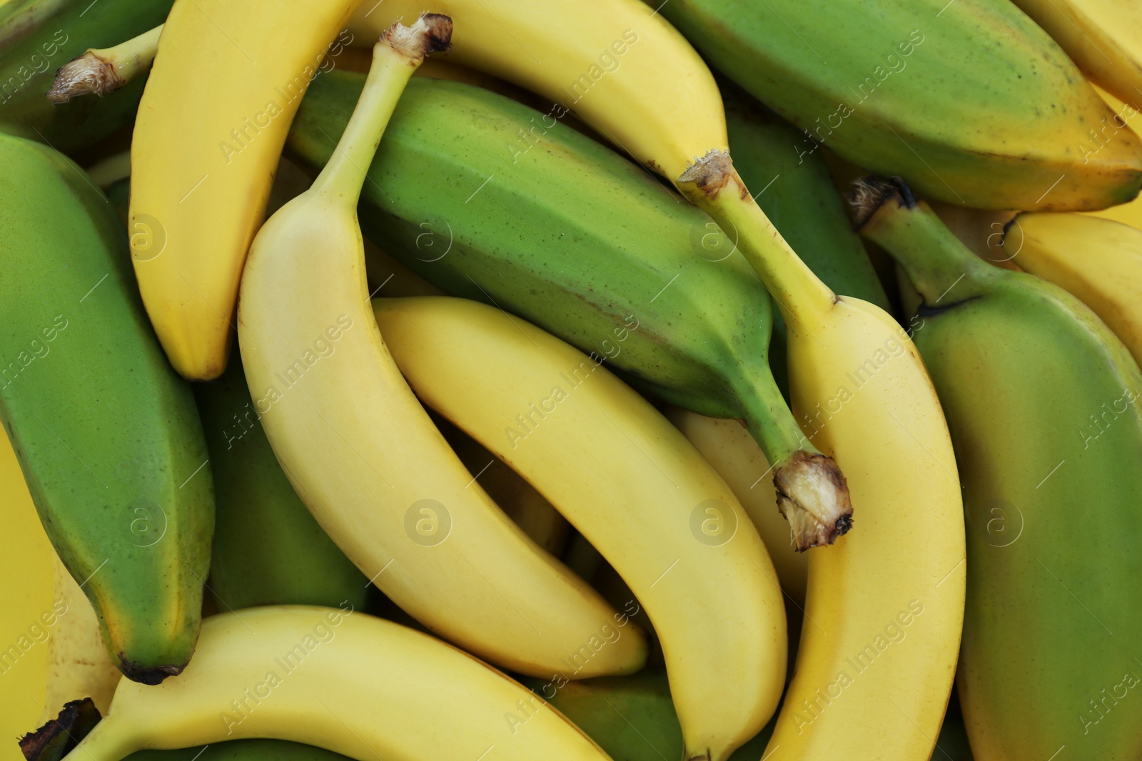 Photo of Different sorts of bananas as background, closeup