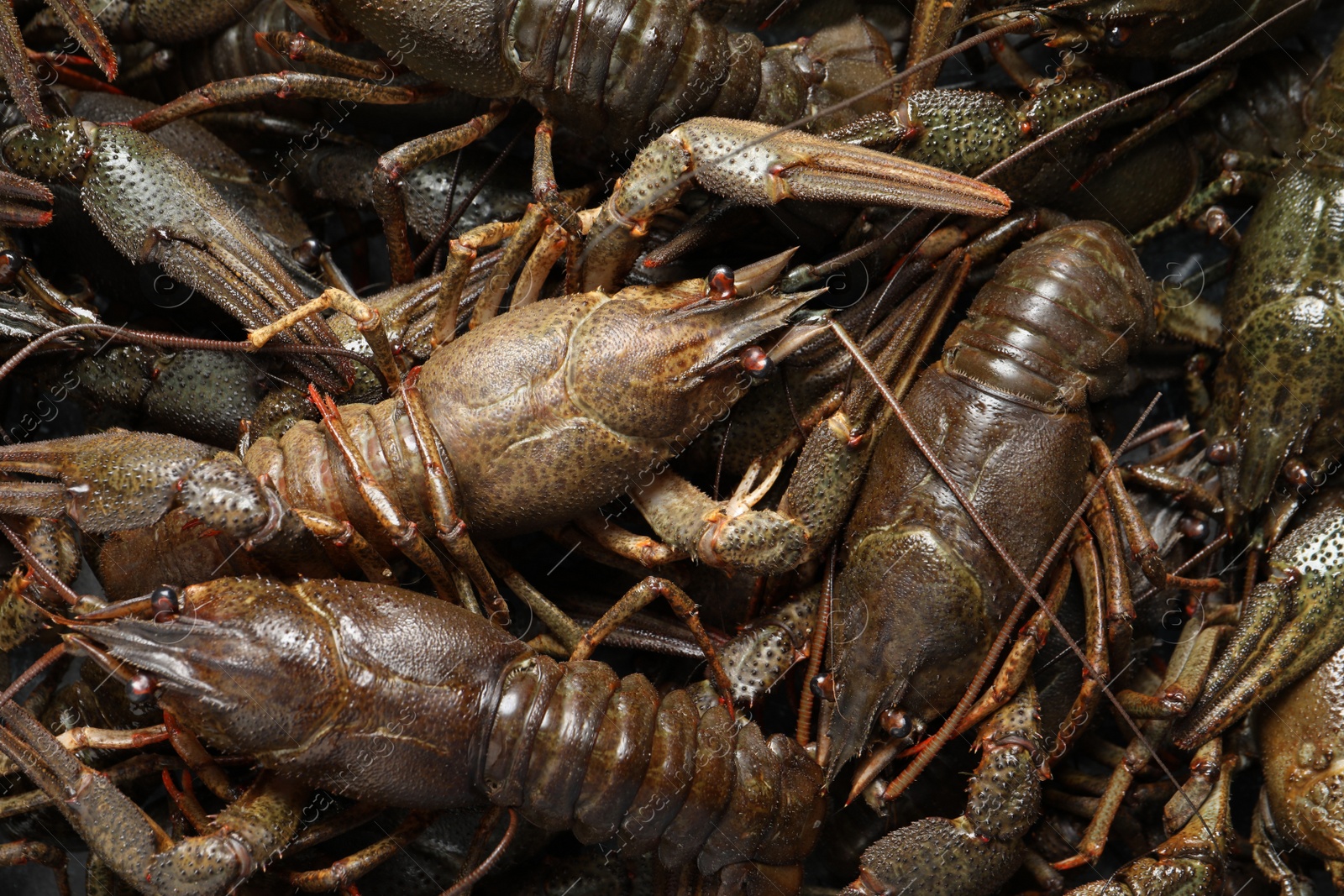 Photo of Heap of fresh raw crayfishes as background, top view