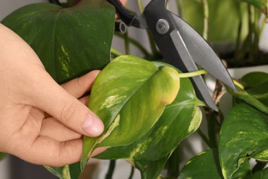 Woman cutting damaged leaf from houseplant, closeup