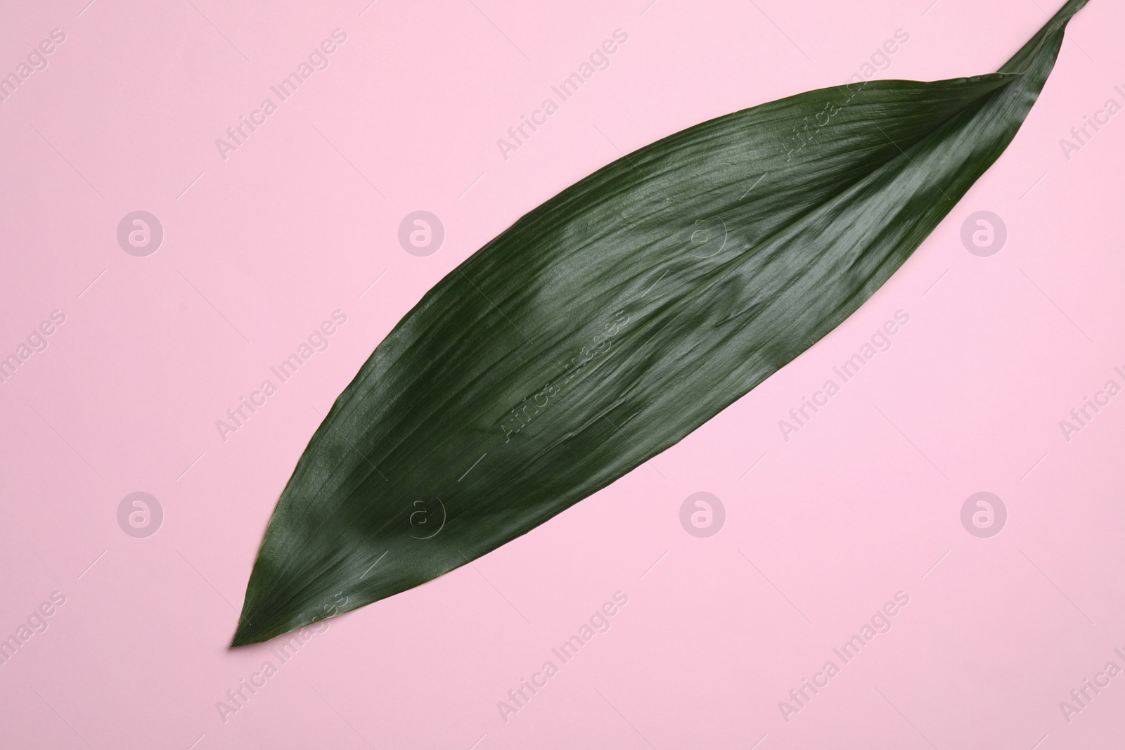 Photo of Leaf of tropical aspidistra plant on color background, top view