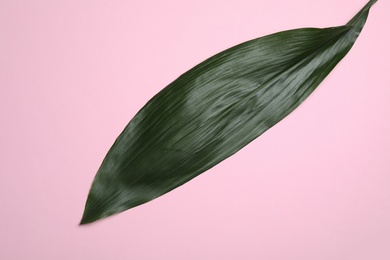 Leaf of tropical aspidistra plant on color background, top view