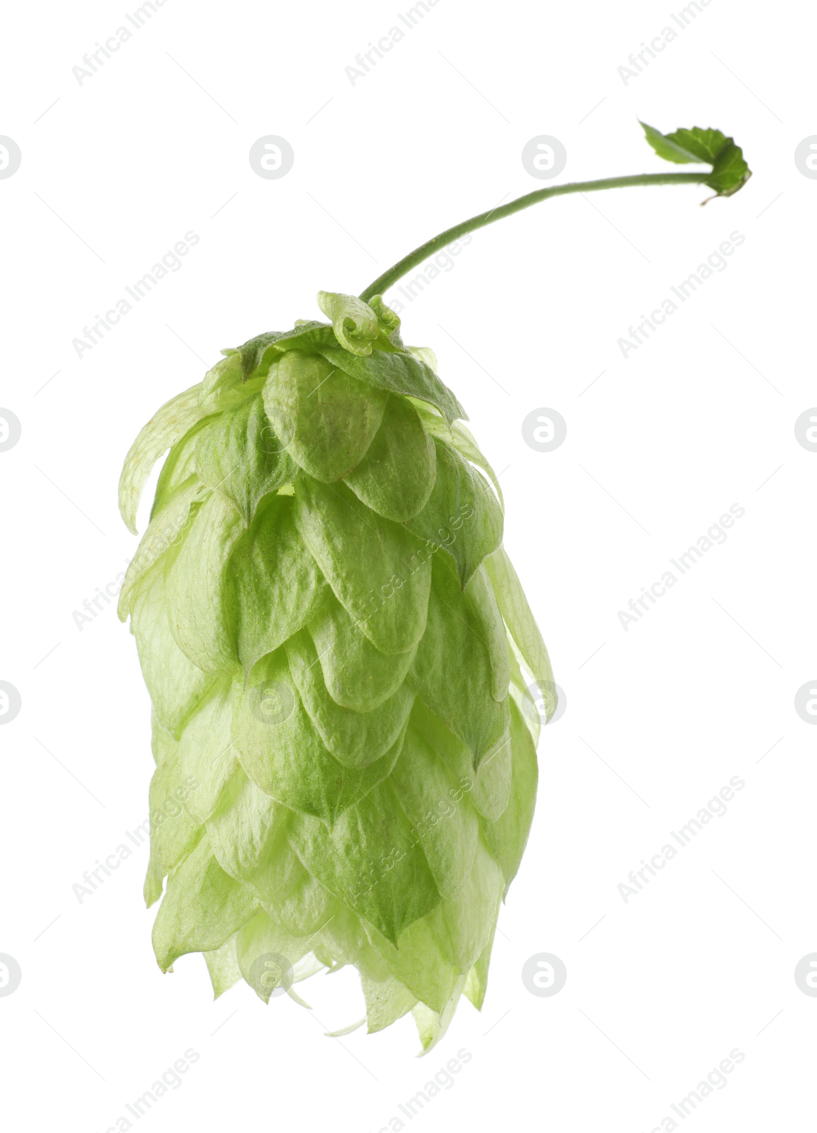 Photo of One fresh green hop isolated on white