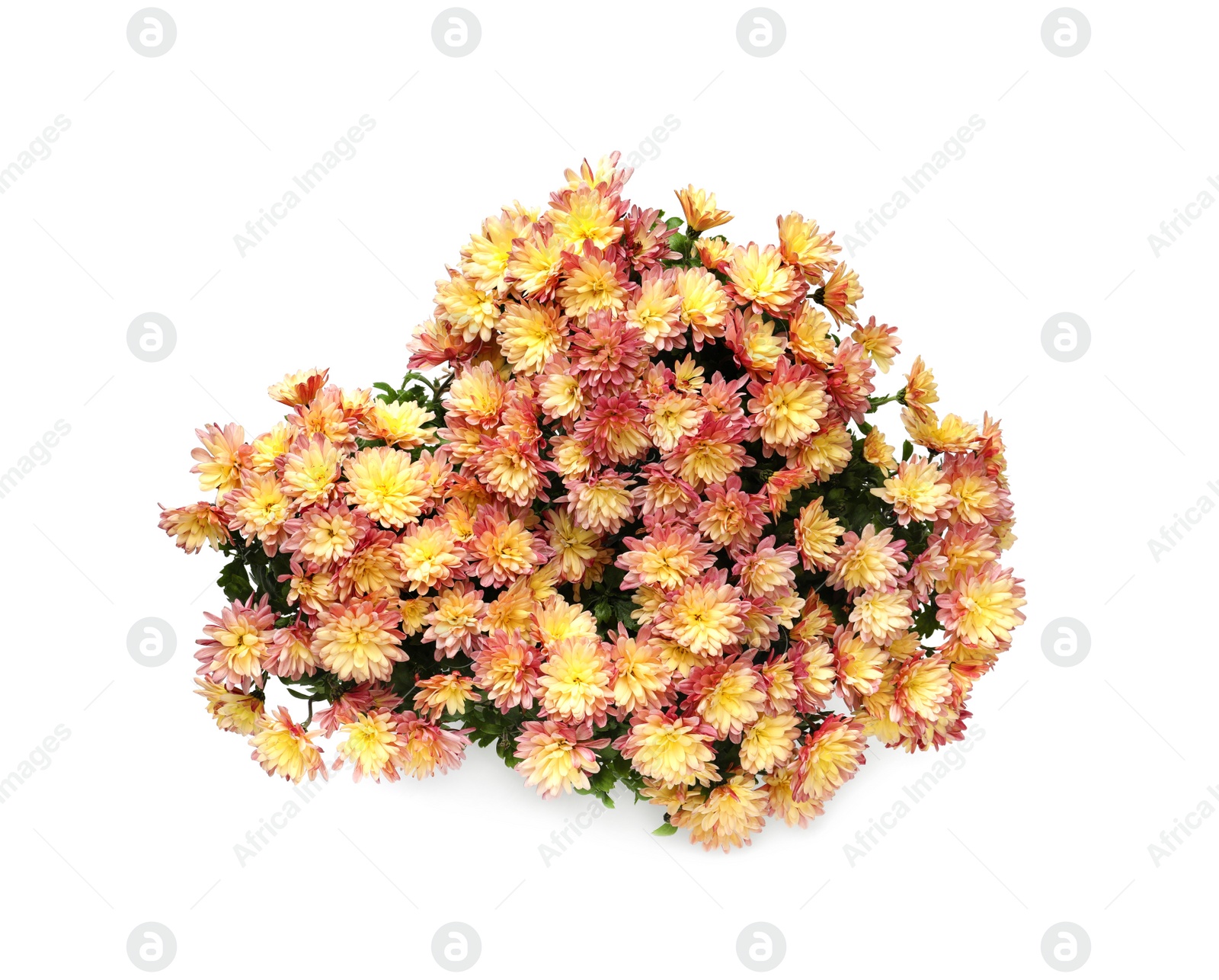 Photo of Beautiful Chrysanthemum flowers isolated on white, top view