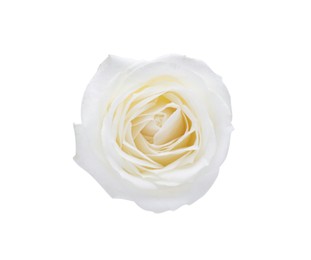 Photo of Beautiful rose with tender petals on white background, top view