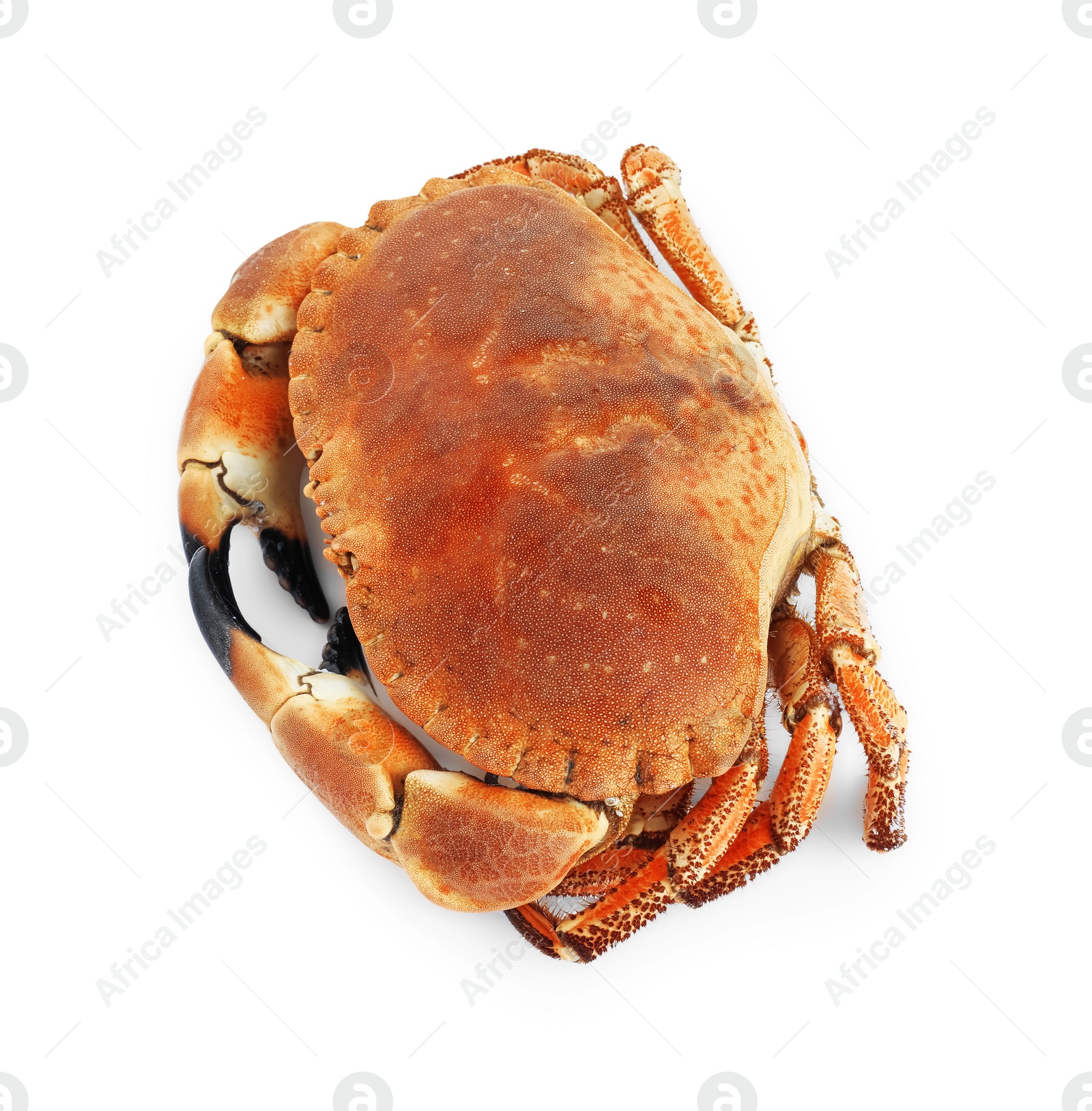 Photo of One delicious boiled crab isolated on white