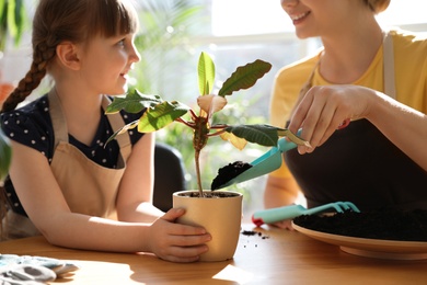 Mother and daughter taking care of home plants at table indoors