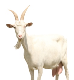 Cute goat on white background. Animal husbandry