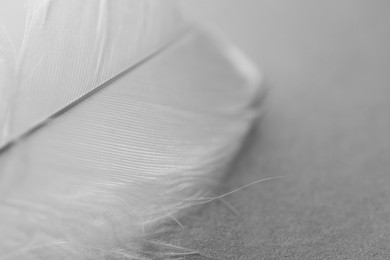 Fluffy white feather on light grey background, closeup. Space for text