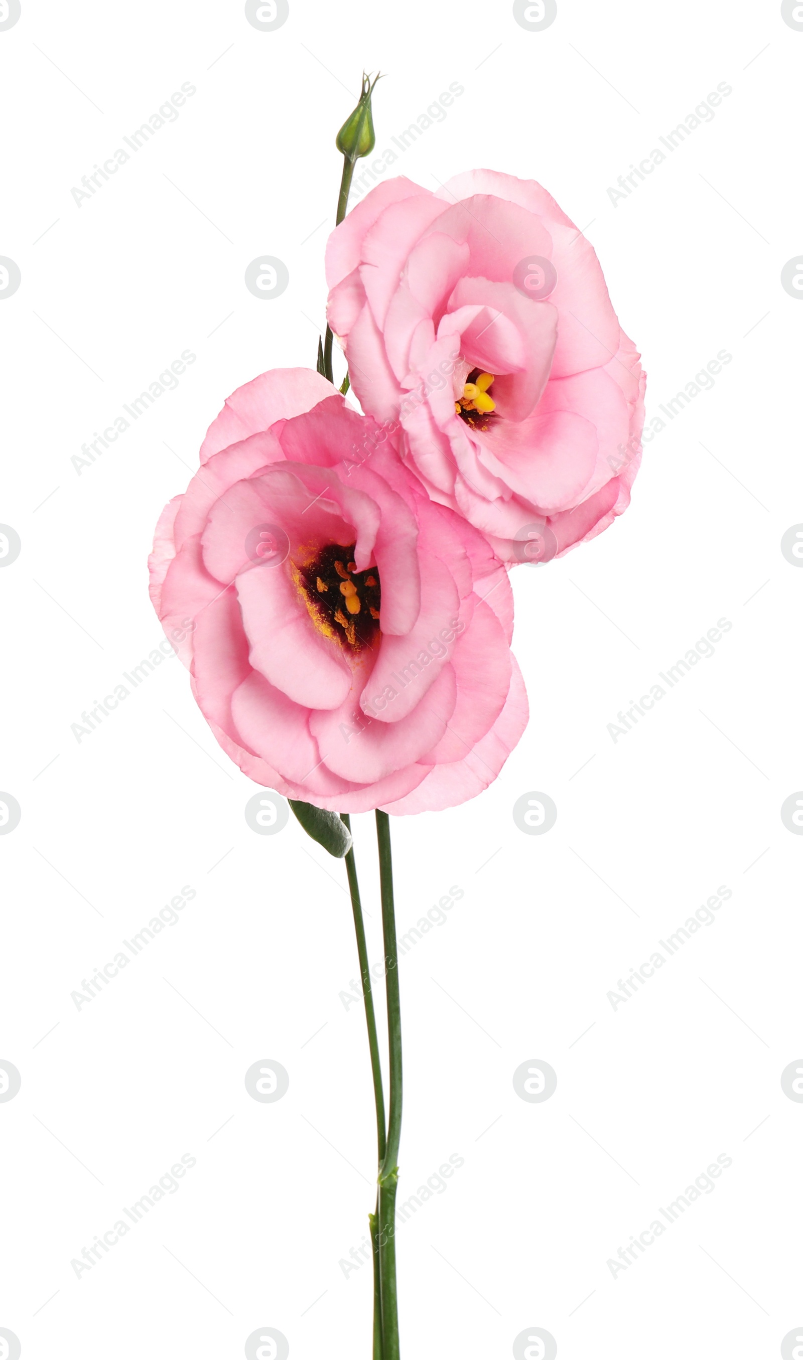 Photo of Beautiful fresh Eustoma flowers isolated on white