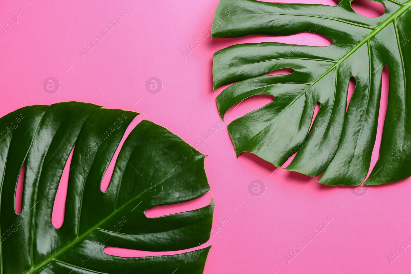 Photo of Beautiful monstera leaves on pink background, flat lay. Tropical plant