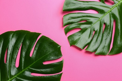 Photo of Beautiful monstera leaves on pink background, flat lay. Tropical plant