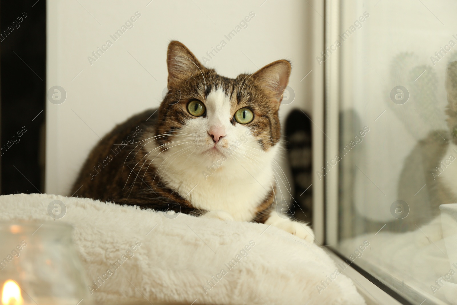 Photo of Cute cat on window sill at home. Adorable pet