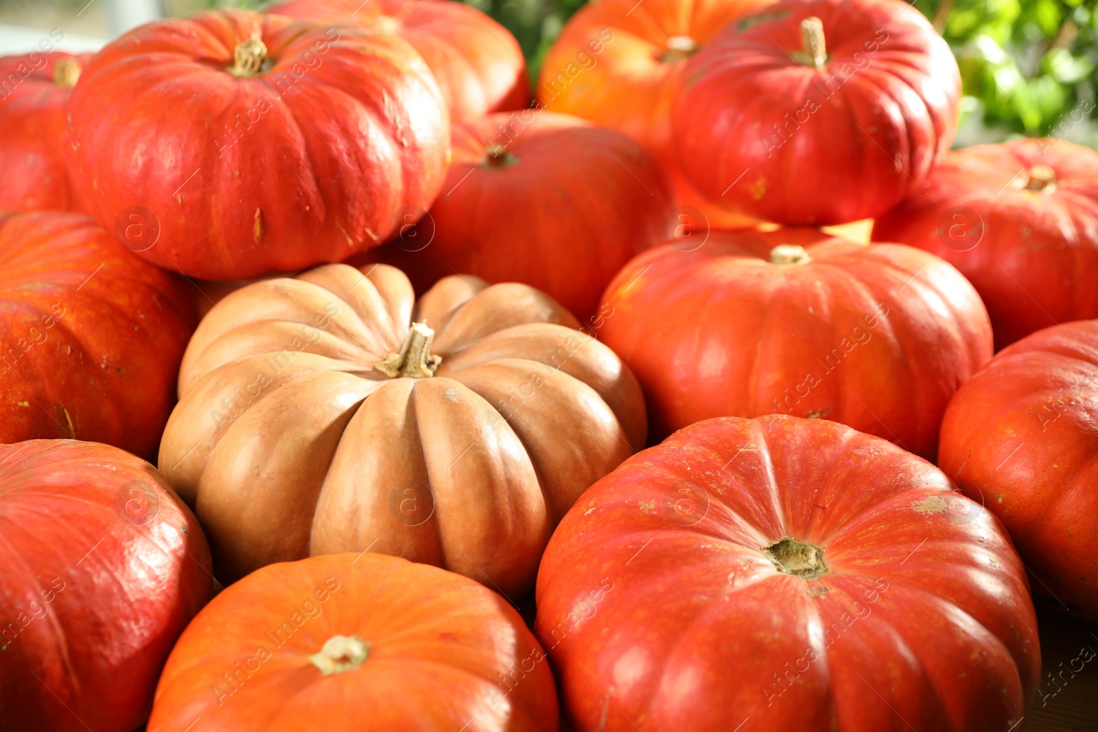 Photo of Many ripe orange pumpkins on blurred background, closeup