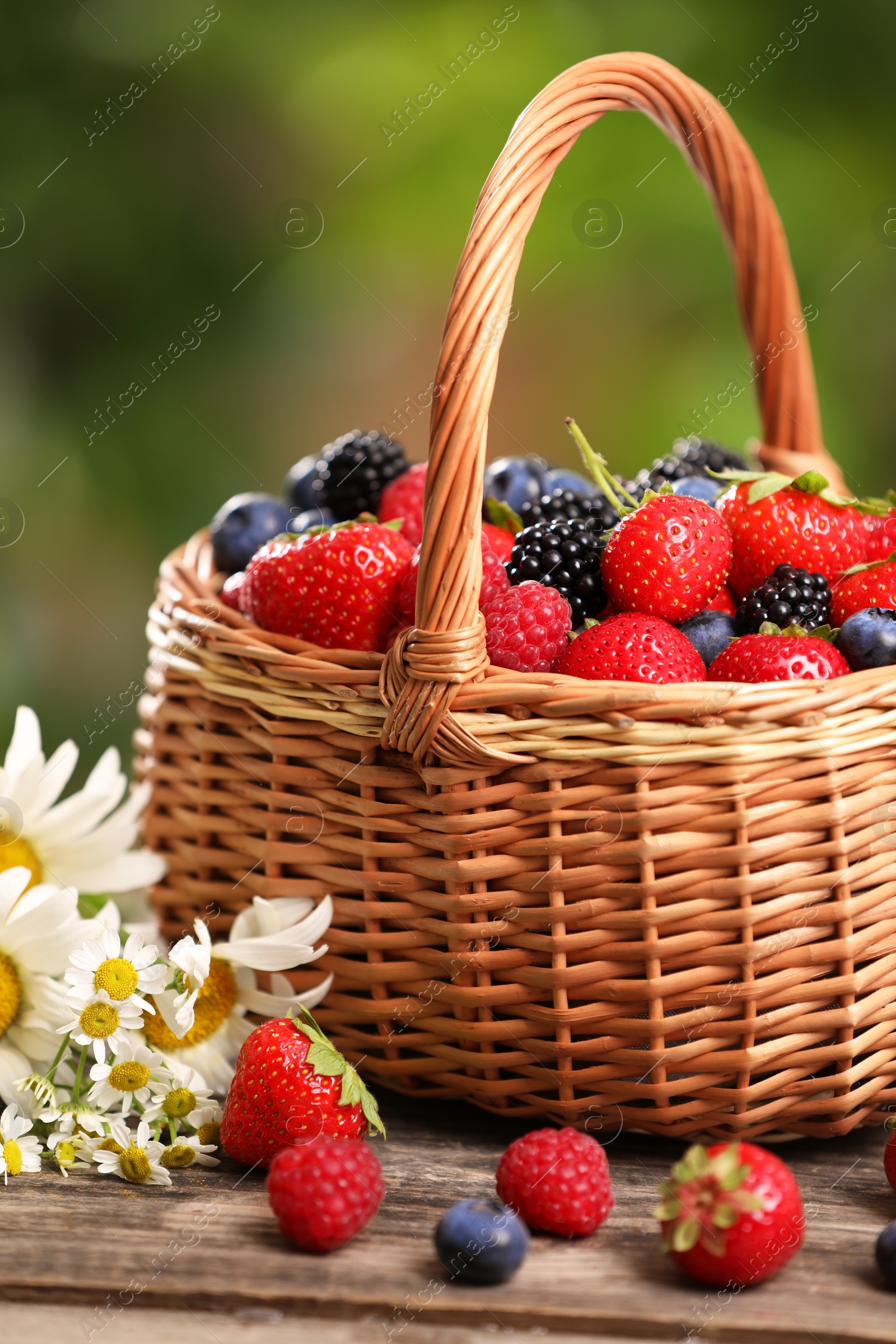 Photo of Wicker basket with different fresh ripe berries and beautiful chamomile flowers on wooden table outdoors