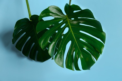 Beautiful monstera leaves on light blue background. Tropical plant