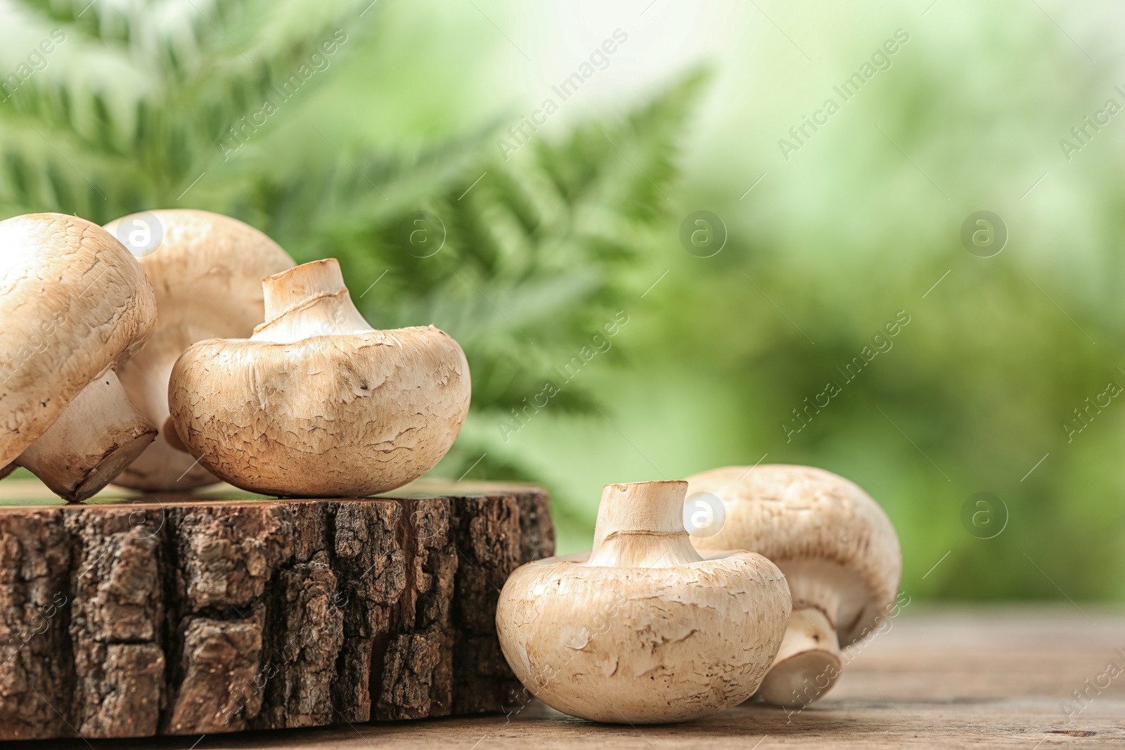 Photo of Fresh champignon mushrooms with wooden stump on blurred background, closeup