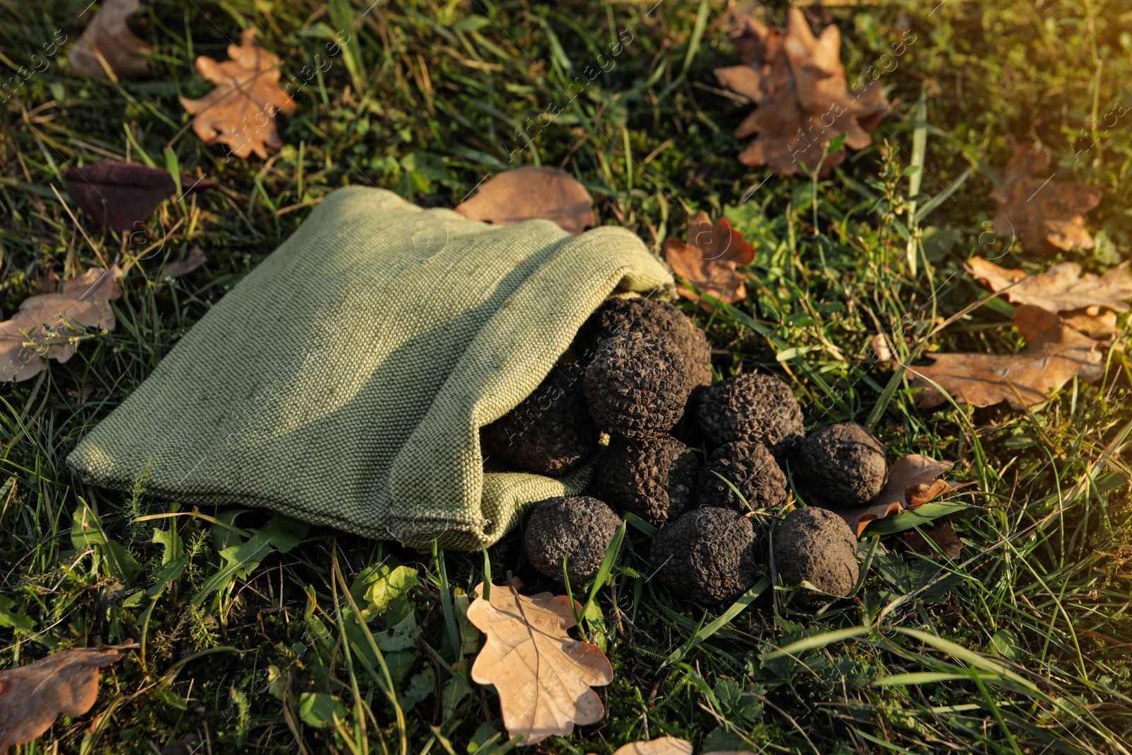 Photo of Bag with fresh truffles on green grass