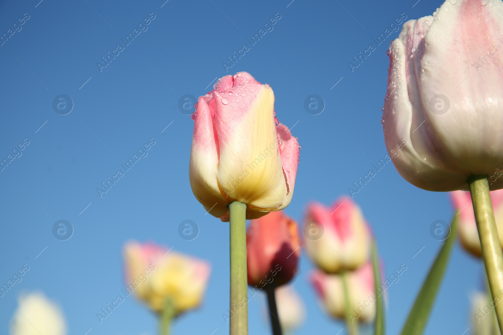 Photo of Beautiful pink tulip flowers against blue sky, low angle view