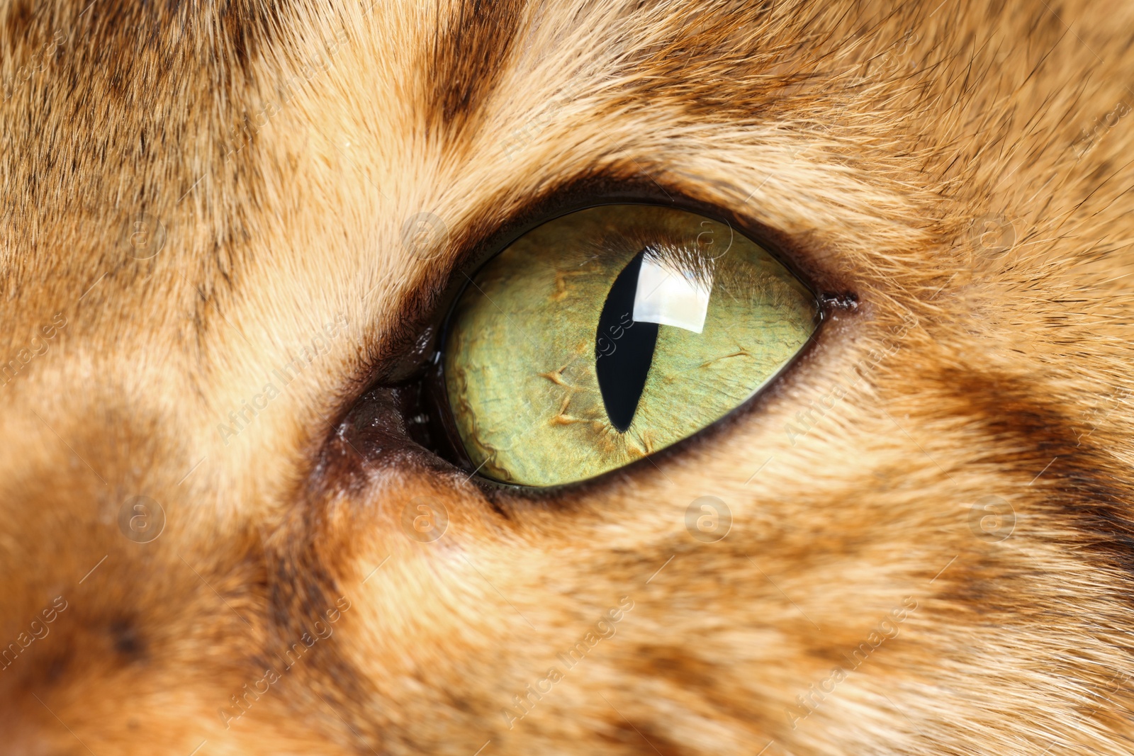 Photo of Macro photo of cat with beautiful eyes. Cute pet