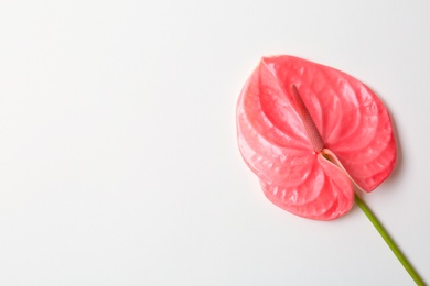 Photo of Beautiful pink anthurium flower on white background. Tropical plant