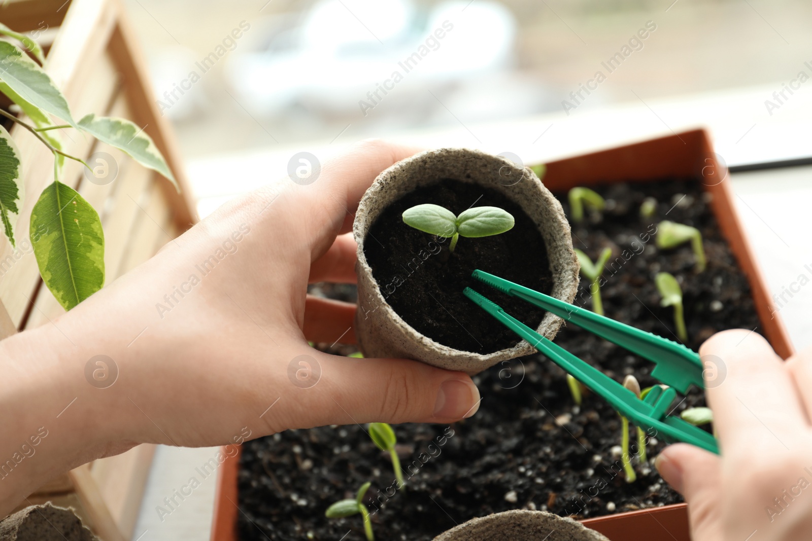 Photo of Woman taking care of seedling indoors, closeup