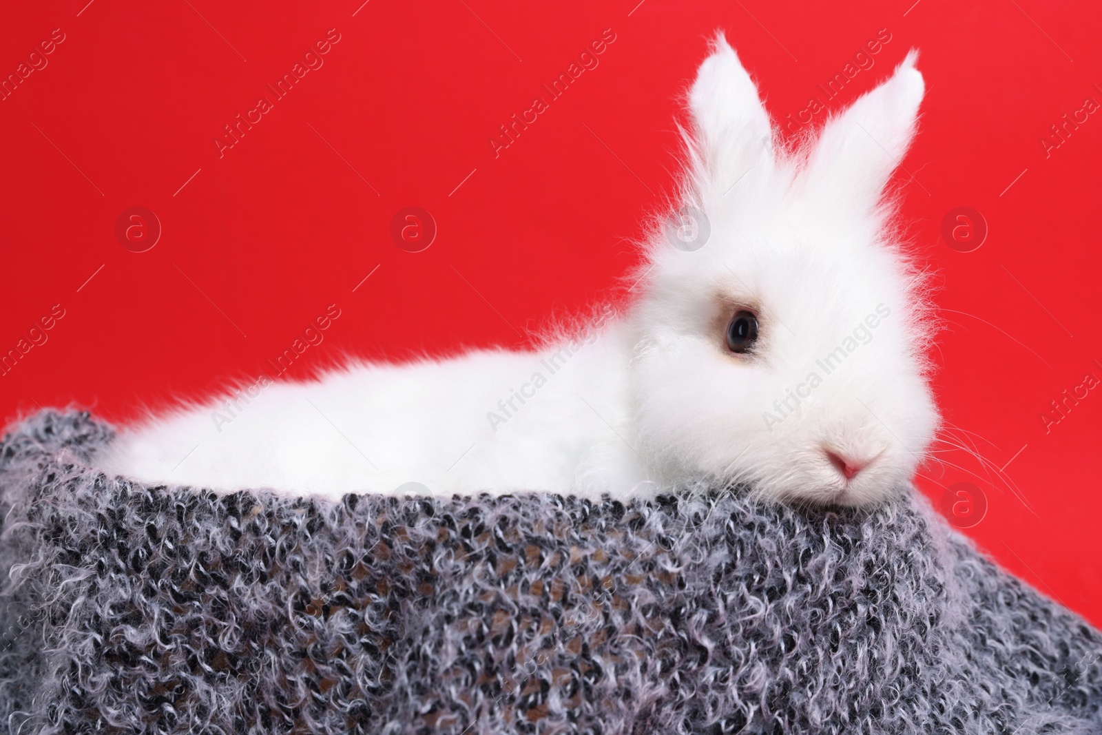 Photo of Fluffy white rabbit wrapped in soft blanket on red background. Cute pet