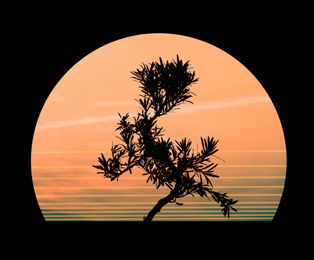 Image of Silhouette of Japanese bonsai plant against sky at sunset. Creating zen atmosphere at home