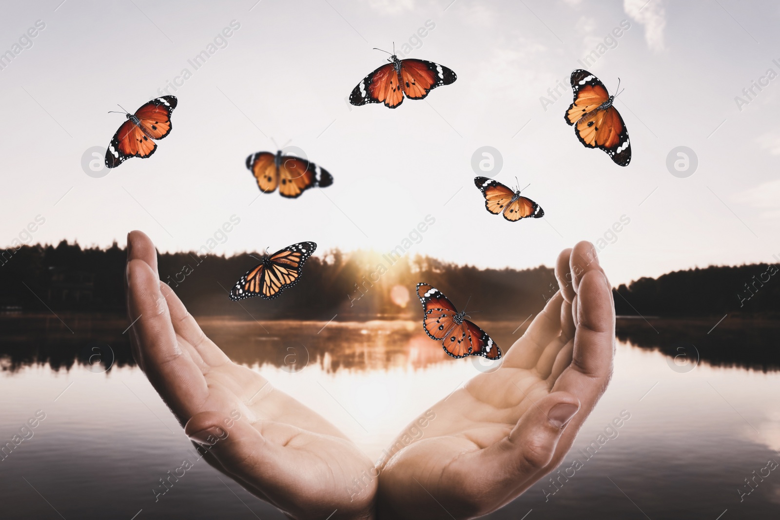 Image of Man releasing butterflies near lake on sunny day, closeup. Freedom concept