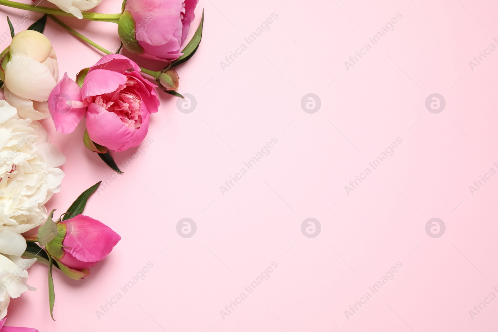 Photo of Beautiful peonies on light pink background, flat lay. Space for text