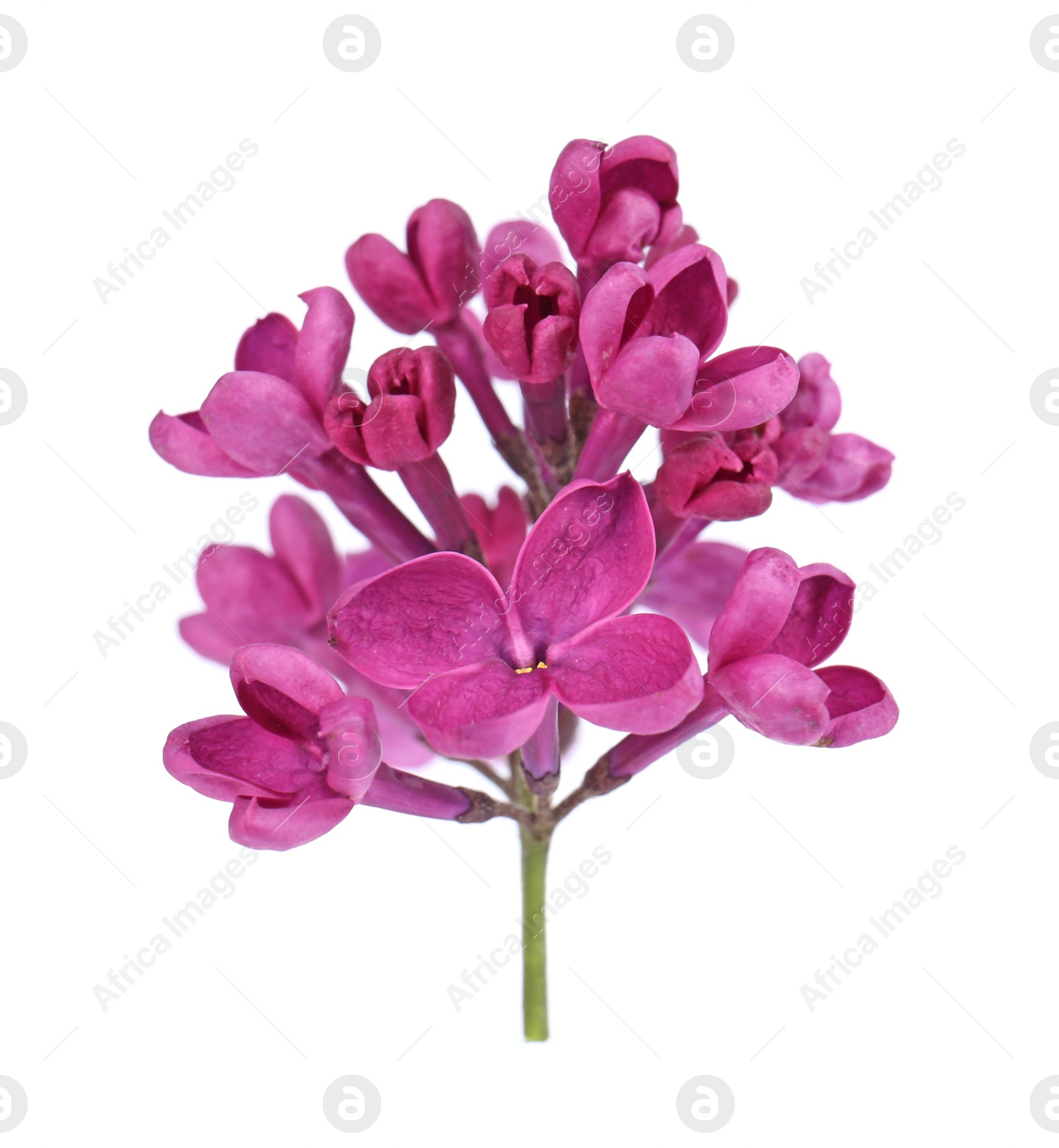 Photo of Beautiful fragrant lilac flowers on white background