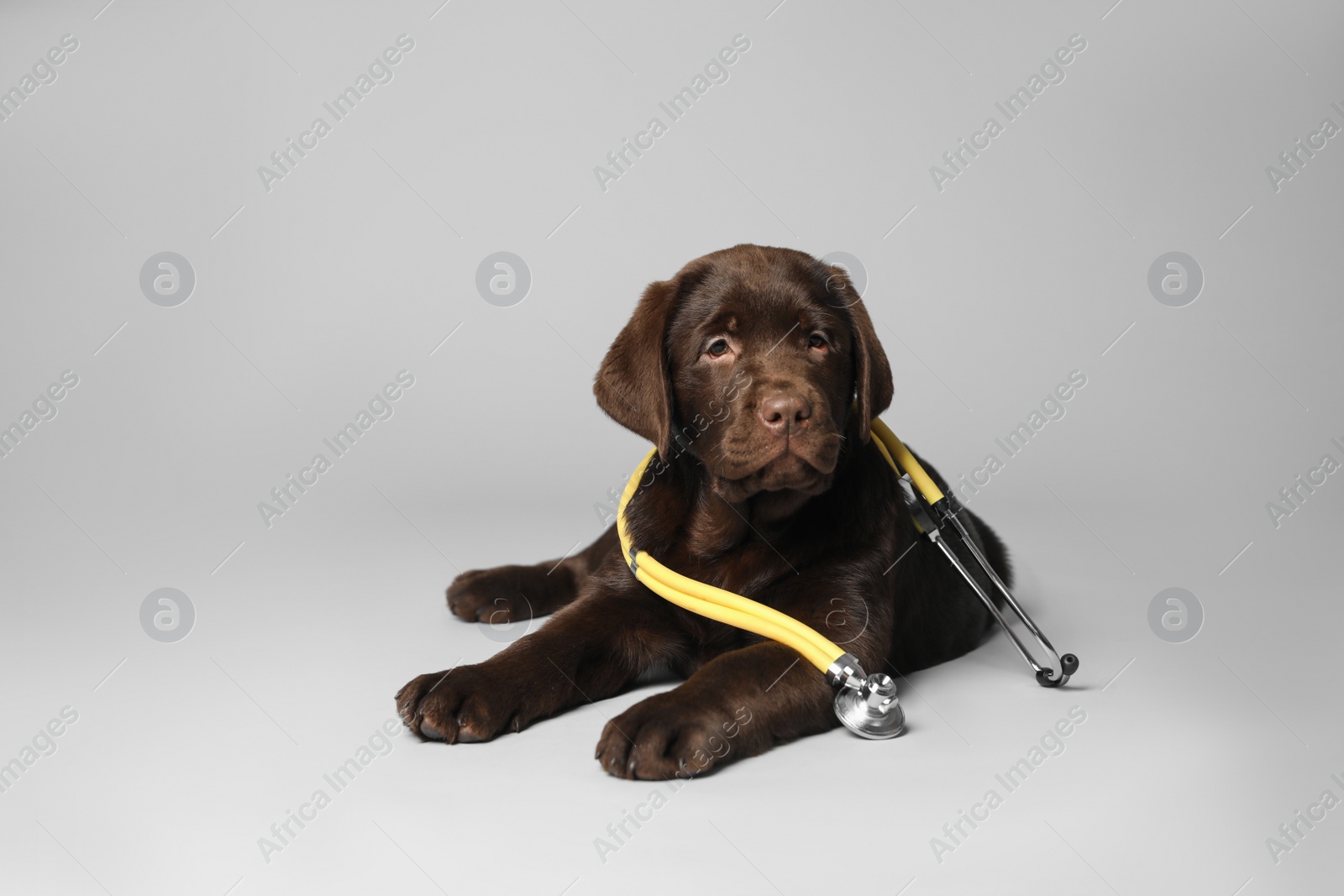 Photo of Cute Labrador dog with stethoscope as veterinarian on light grey background