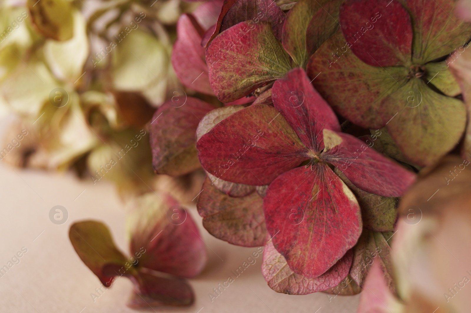 Photo of Beautiful hortensia flowers on beige background, closeup