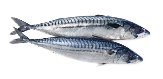 Two tasty raw mackerels isolated on white