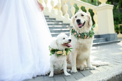 Bride and adorable dogs wearing wreathes made of beautiful flowers outdoors, closeup