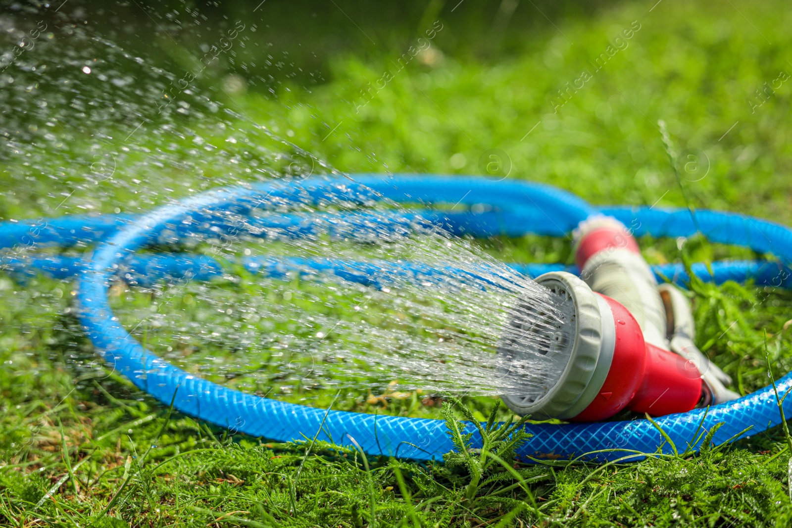 Photo of Water spraying from hose on green grass outdoors, closeup