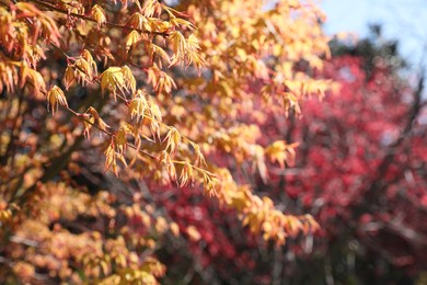 Beautiful tree with yellow leaves on sunny day. Space for text