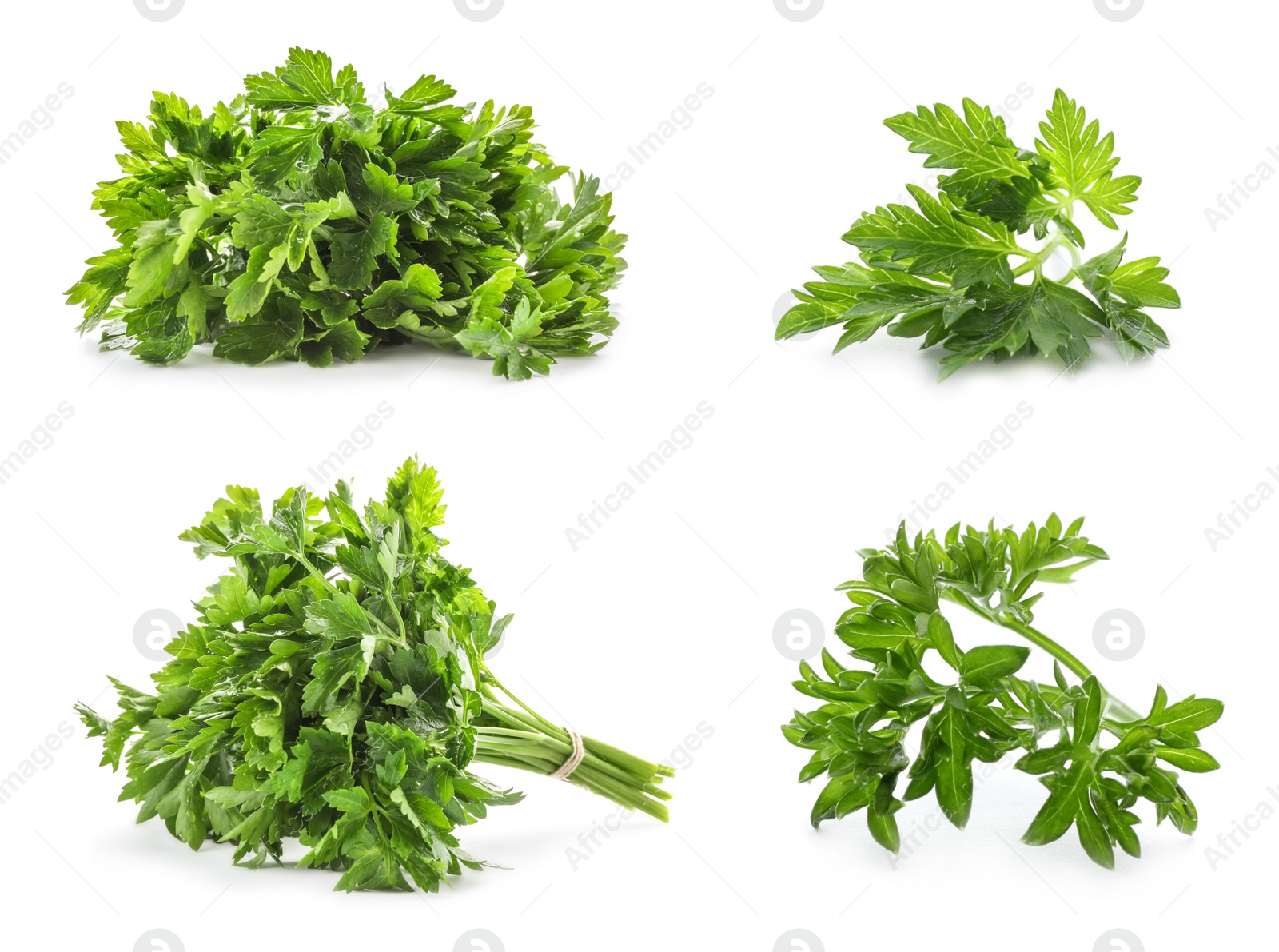 Image of Set with green parsley on white background