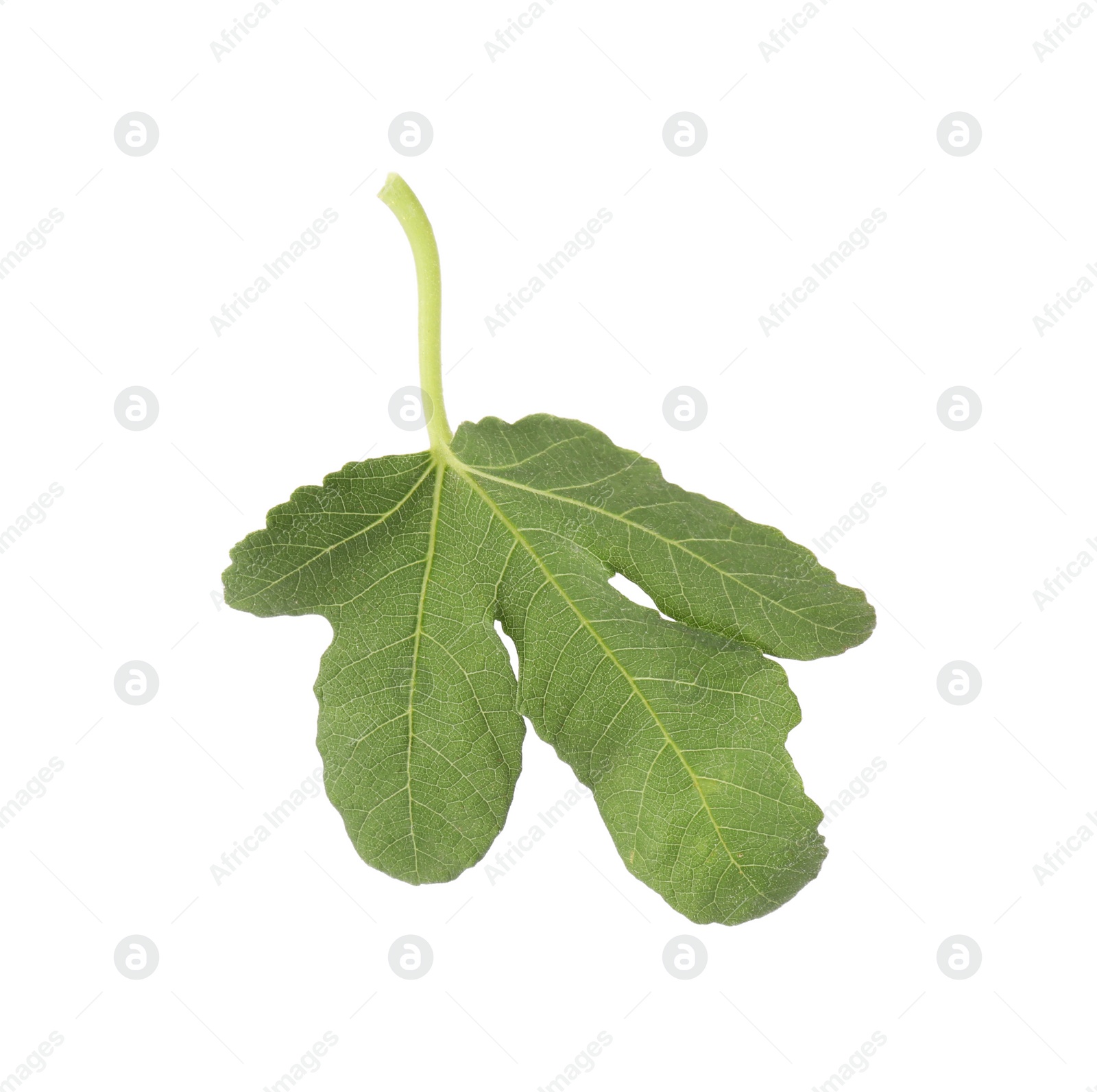 Photo of One green leaf of fig tree isolated on white