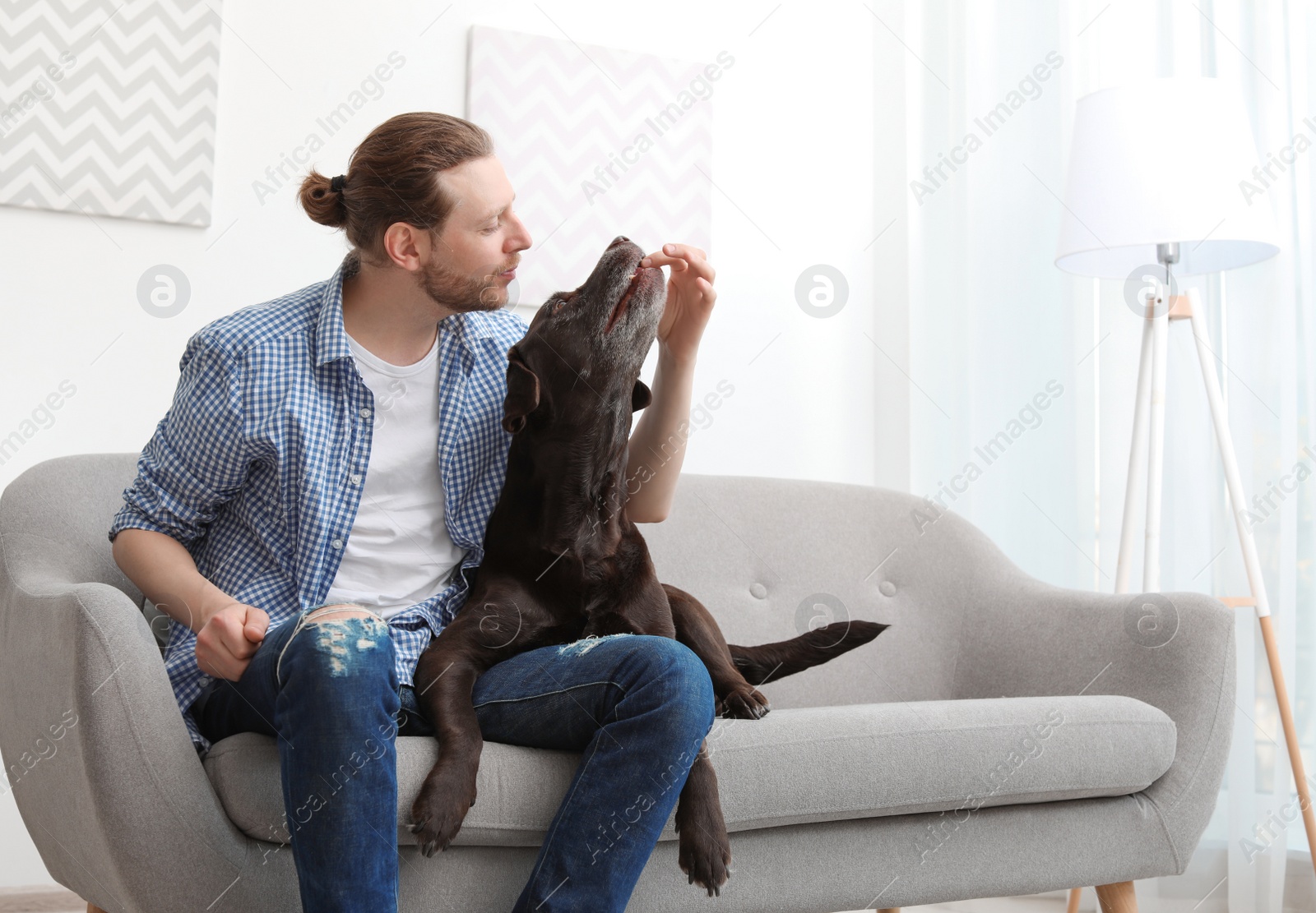 Photo of Adorable brown labrador retriever with owner on couch indoors