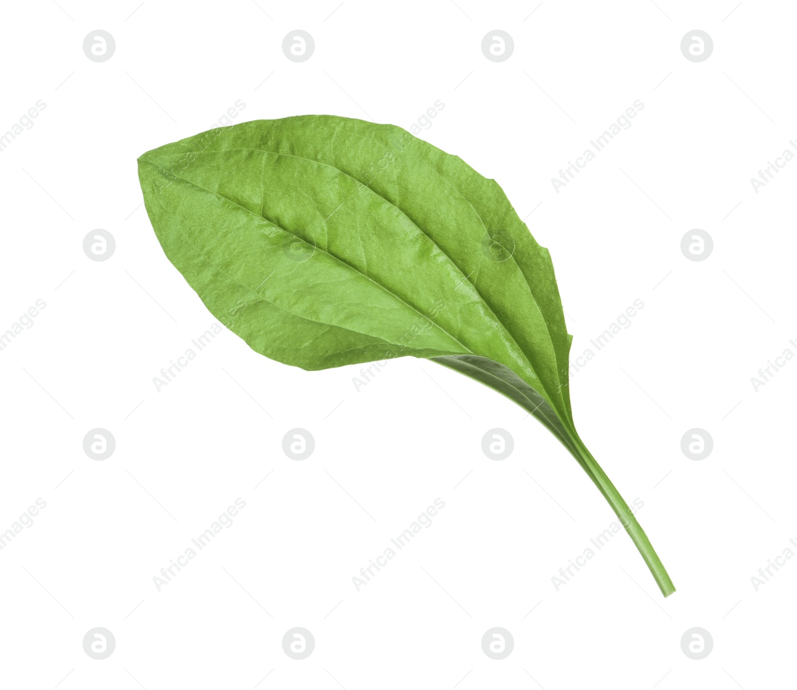 Photo of Fresh green broadleaf plantain leaf isolated on white